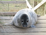 SX11339 Cute Grey or atlantic seal pup on wooden stairs (Halichoerus grypsus).jpg